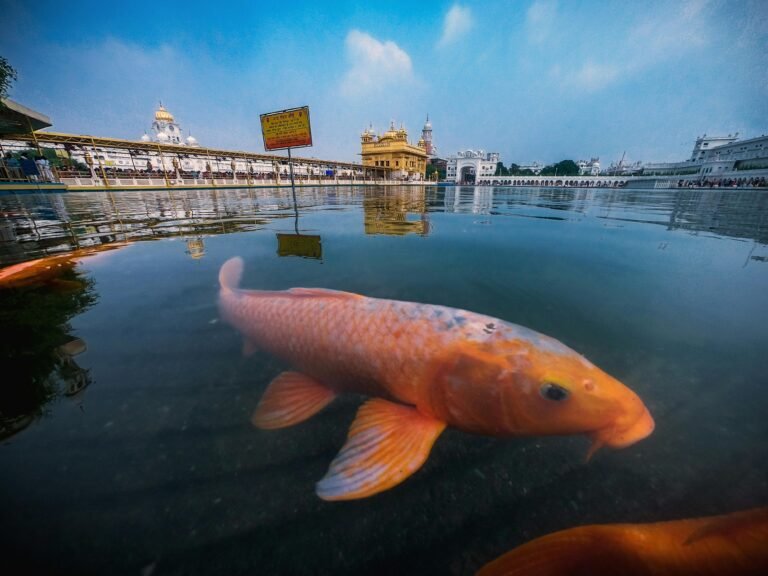 Serene view of the Golden Temple with koi fish in the pond reflecting the iconic structure.